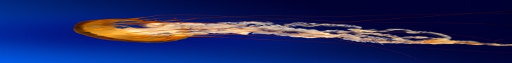 ANX TEST BANNER